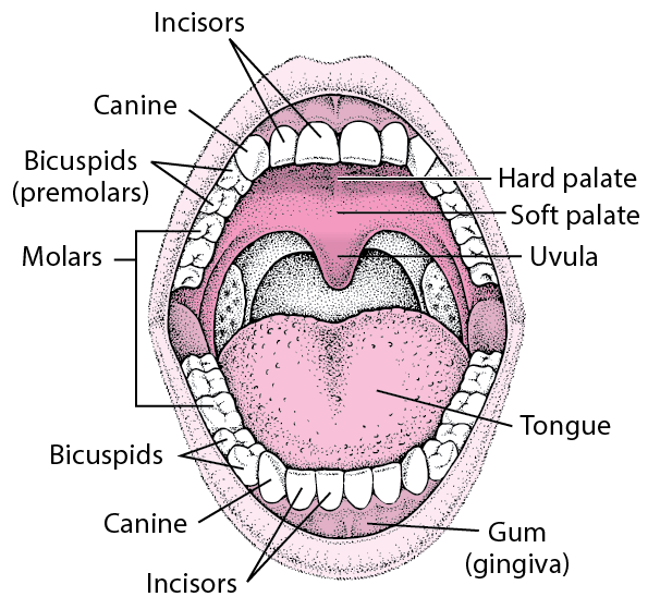 chusteczki nawilżane ceneo