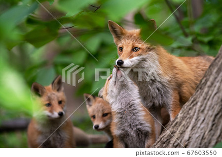 pieluchy pommette ecologic ceneo