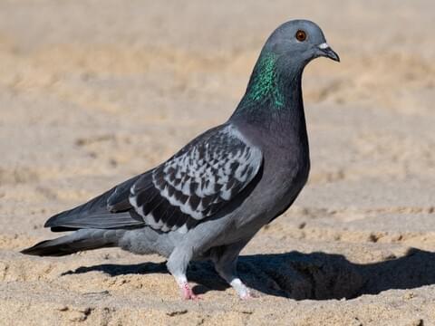 dziecko robi kupę do pieluchy